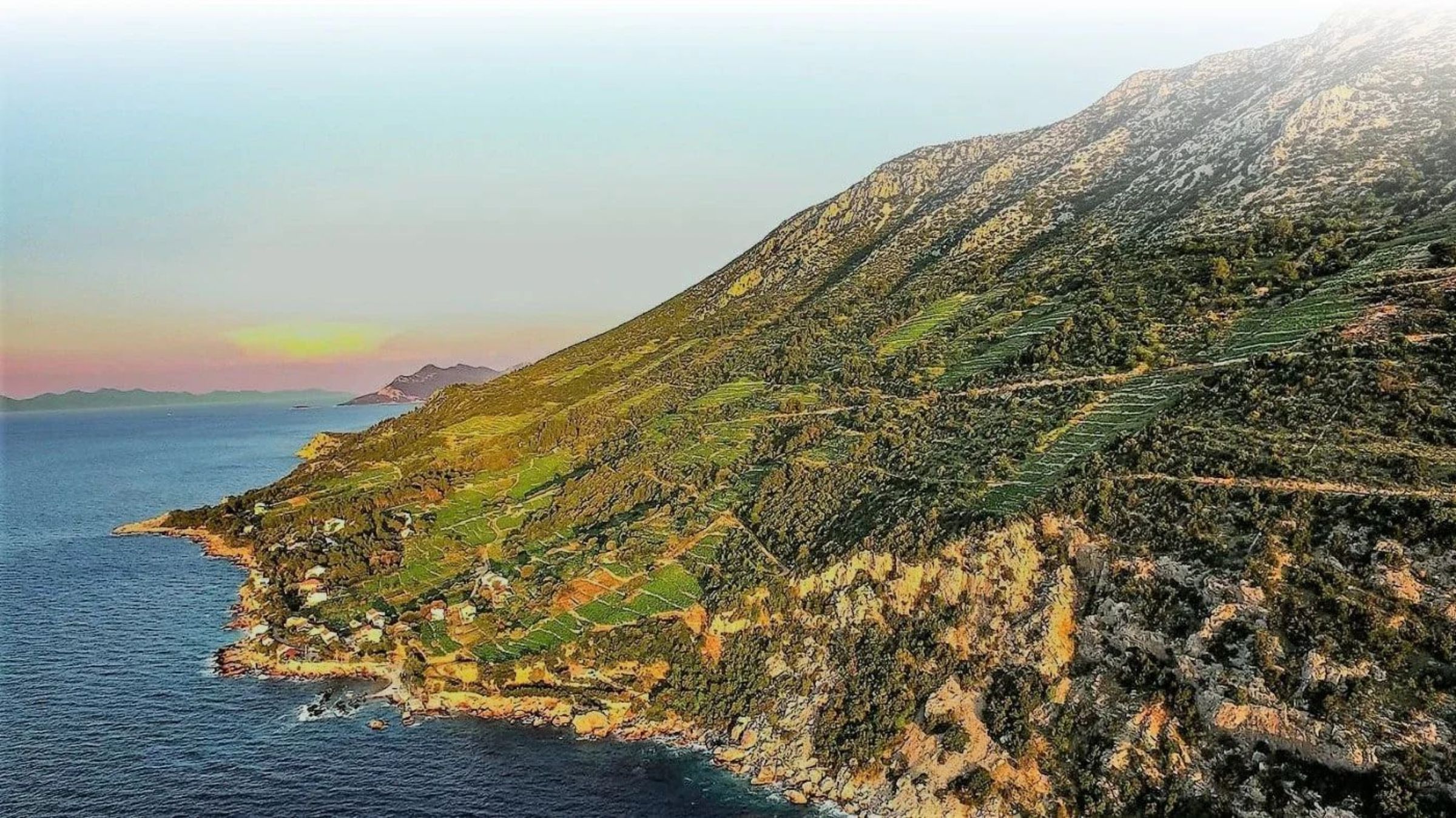 Aerial view of the steep Dingač vineyards and Adriatic coastline on Pelješac